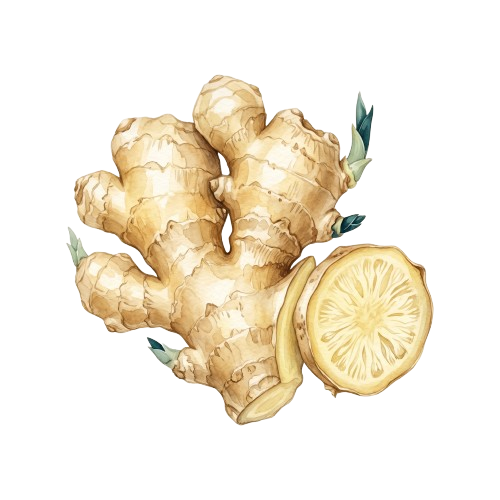 Jengibre