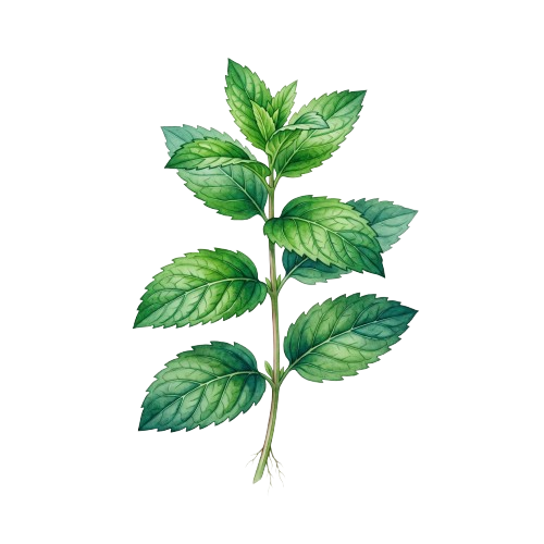 Menta