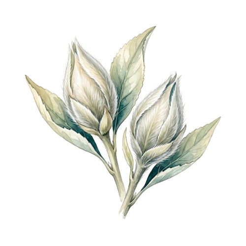 Té blanco Pai Mu Tan